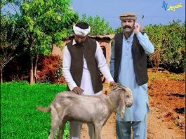 Kour Ore | Comedy Show | 28 July 2020 | AVT Khyber Official